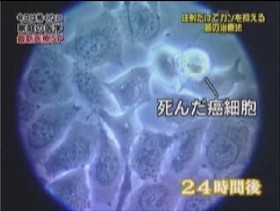 24時間後の細胞の様子