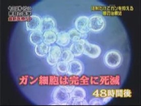 48時間後の細胞の様子