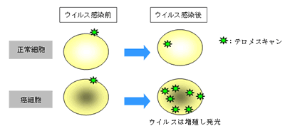 テロメスキャンの概要図